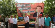 İlçelerde Çilek Fidesi Dağıtımı