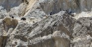 İtfaiyeden Keçi Kurtarma Operasyonu