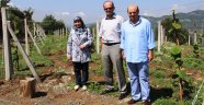 Kahramanmaraş’ta Kivi Yetiştiriciliğine Başlandı…