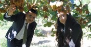 Kivilerimizde Hasat Yaklaşıyor