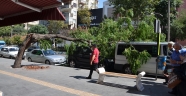 Lüks Otomobilin Üzerine Ağaç Devrildi