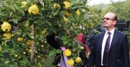 Şahinkayası Ayvası Raflarda Yerini Aldı
