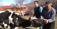 Şap Hastalığına Karşı Aşılama Başlatıldı