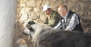 SONBAHAR DÖNEMİ ŞAP AŞILAMA KAMPANYASI BAŞLADI.