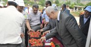 Üreticilere Çilek Fidesi